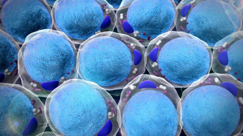 Leptin und Sättigung: Was das Hormon erklärt